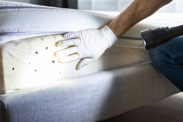 Best Wasp Removal Services  in Ripley, TN